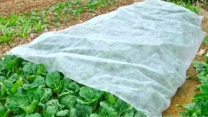 济南农用无纺布在温室蔬菜培养中得到了广泛的运用。
